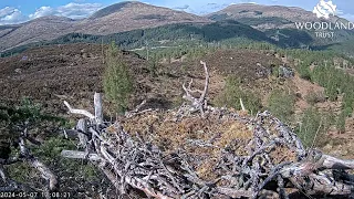 Loch Arkaig Osprey Nest One is visited by a songbird (Parus major) who throws out a stick 7 May 2024