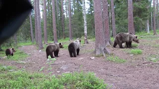 Yearling brown bears climbing into trees for safety. Martinselkonen, 7 June 2022