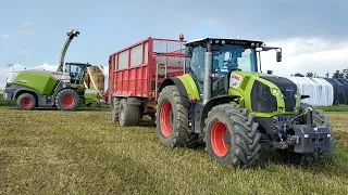 Senáže hrachu 2020 | ZD Výčapy | Claas Axion 850, Jaguar 860, JD 6210 R, 8220, NH T7.315