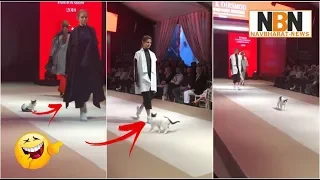 Viral Video : Cat steals the show after crashing fashion event in Istanbul