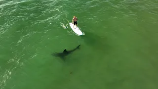 Great White Sharks From Above: A New Perspective
