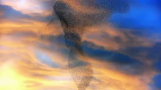 Flocking Starlings: Beautiful Phenomenon of Murmuration