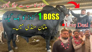 International Festival Winner Boss Bachra Sold Out In Multan Mandi | Hashim Chah Gya @SSTvs