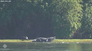 Brave Otter Bites Crocodile's Tail Twice