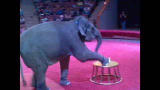 Индийские слоны Цирк #слоны #цирк