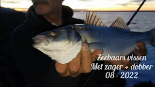 see bass fishing in Netherlands