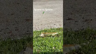 Iguana vs Iguana 🦎