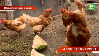 Вспышка птичьего гриппа: в Лениногорском районе РТ выясняют, откуда "прилетел" вирус