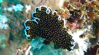 Facts: The Gold-Dotted Flatworm