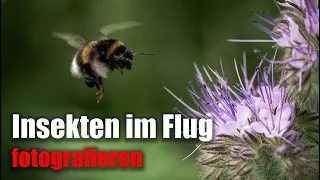 Insekten im Flug fotografieren - mit dem Sigma 105mm f2.8 DG DN Macro und der Sony a7RIII