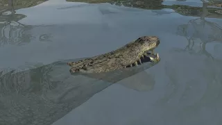 How alligators survive a freezing winter