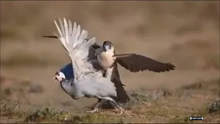 FALCON HUNTING COMPILATION