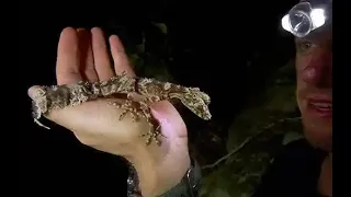 The Cape Melville Leaf tailed Gecko - ABC News