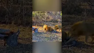 Лев атакует гиеновидных собак.