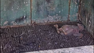 AZ Downtown Peregrine Falcons ~ Dad To The Rescue; Baby On Back 5.18.16