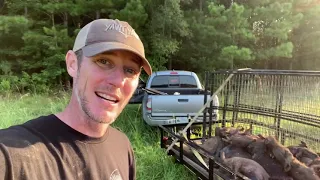 The “Mother Load”.  Trapping wild feral hogs with Big pig trap