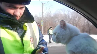 Котяра  "отмазал" меня от гаишников