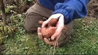 Lessons Learned on Growing Sweet Potatoes - The Wisconsin Vegetable Gardener Straight to the Point