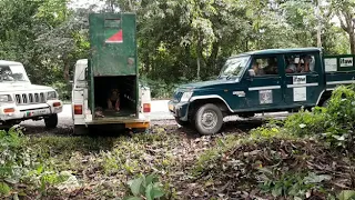 Tiger released at Kaziranga National Park