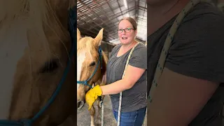 Tongue release equine massage therapy