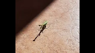 Bicho Esperança