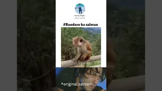 monkey Salman