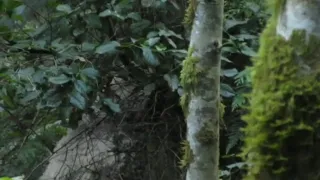 Bigfoot Footage from Vancouver