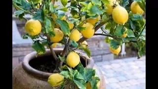 How to Grow Fruit Trees in Containers: Complete Guide