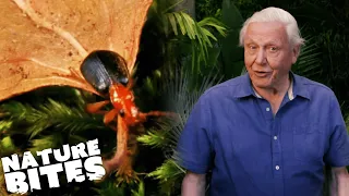 David Attenborough Discovers Bug's BRUTAL Self-Defence Mechanism | Micro Monsters