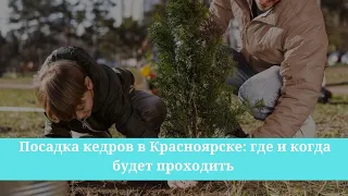 Посадка кедров в Красноярске: где и когда будет проходить