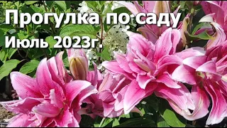 Прогулка по саду Июль 2023г. |  Лилии, гортензии, розы, хвойные в моем саду под Киевом