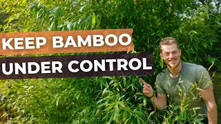 How to Prune/Maintain BAMBOO plants and keep them under control