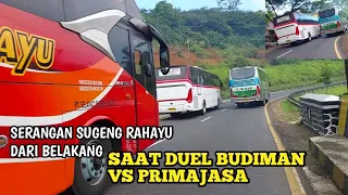 Duel bus budiman vs primajasa ‼️datang serangan sugeng rahayu dari belakang