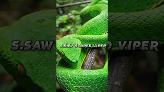 Top 10 Most Dangerous Snakes in the world#short #snakes @YJVoiceOfficial#viral