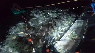 Wow‼️fantastis kawanan ikan yang sangat banyak