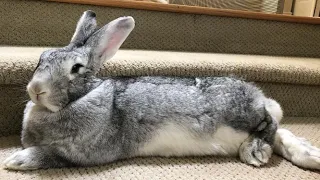 Flemish Giant Rabbit Playing And Jumping | Biggest Rabbit In The World