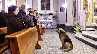 This dog comes to church every day. Just look at why. The reason is amazing!