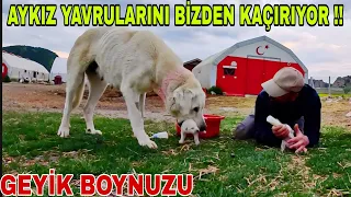 AYKIZ YAVRULARINI BİZDEN KAÇIRIYOR !! SON DURUM~BABAMIN GEYİK BOYNUZU~İŞLER GÜÇLER