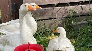 Выводим брошенные яйца 🥚 в инкубаторе. Видео продолжительностью в 4 дня. #marya_max #гусята