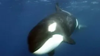 Killer Sharks vs. Killer Whales