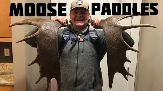 Idaho Moose Shed Hunting! (Big Browns)