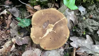 Lentinus brumalis, May 1,  2024