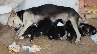 Street mother Dog Given Birth To 8 wonderful baby dogs Puppies -  Dogoftheday