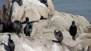 DSCN2171 Pelagic and Brandt's Cormorants