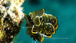 Fun Dive UW Photo Equipment - Sony 4K Video in Romblon, 2016