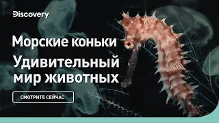 Морские коньки | Удивительный мир животных | Discovery