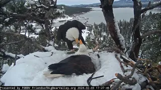 Two twigs and fluff FOBBV CAM Big Bear Bald Eagle Live Nest Cam 1 /Big Bear Bald Eagle Wide View Cam