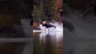 BULL MOOSE RUNNING THROUGH WATER! #moose #wildlife #wildanimals