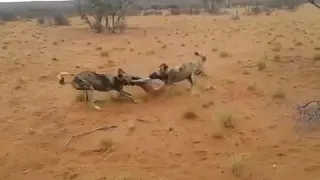 Wild dogs rip baby antelope in half!