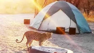 Leopard Visiting The Campsite - Latest Sightings
